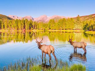 Посольство дикой природы