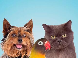 Необыкновенная дружба