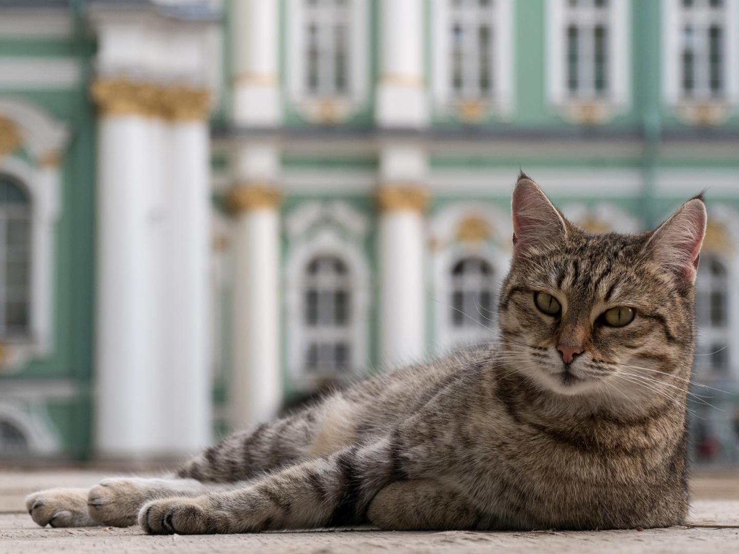 Питерские коты