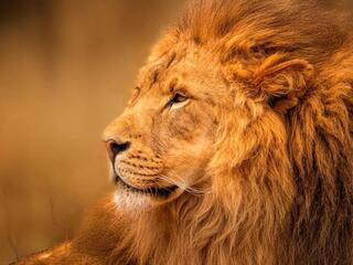 Сильнейшие львы долины Луанга