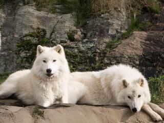 Белые волки: призраки арктики