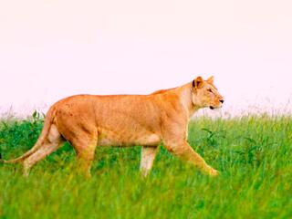 Масаи-Мара: мир дикой природы