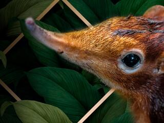 Слоновья землеройка: дух леса