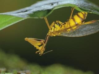 Насекомые - гении стратегии