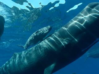 Титаны морей: Дела семейные