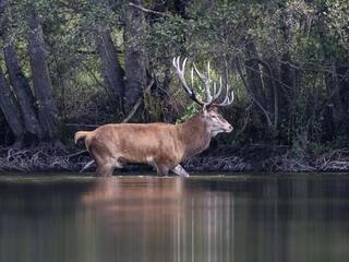 Олень - король леса