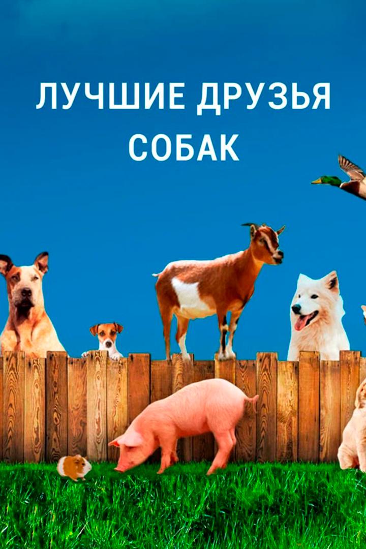 Лучшие друзья собак