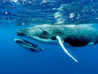 Сколько стоит кит?