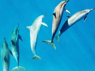 Длинноносые дельфины