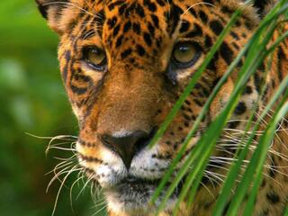 Дикая природа Амазонки