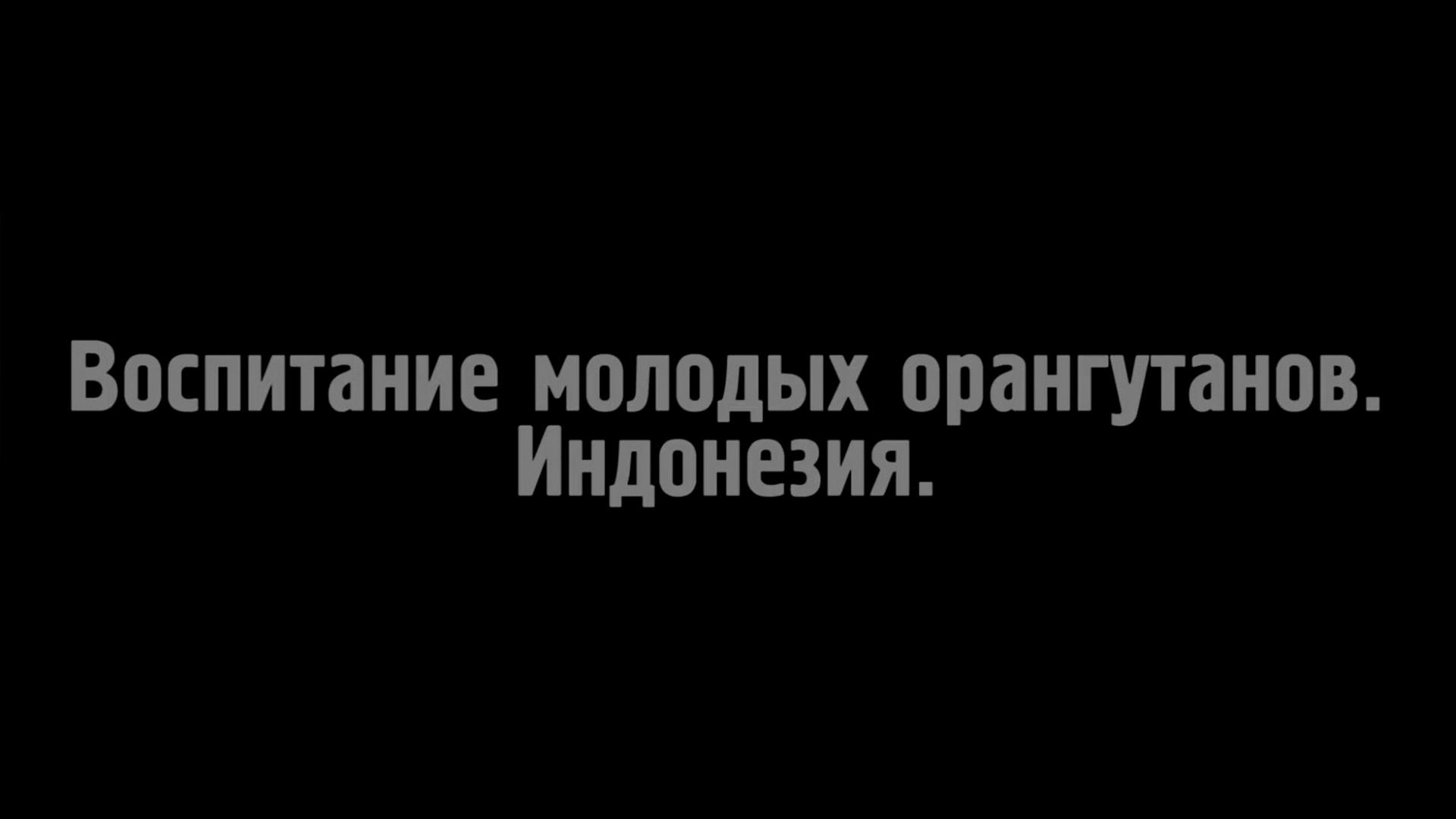 Воспитание молодых орангутанов. Индонезия