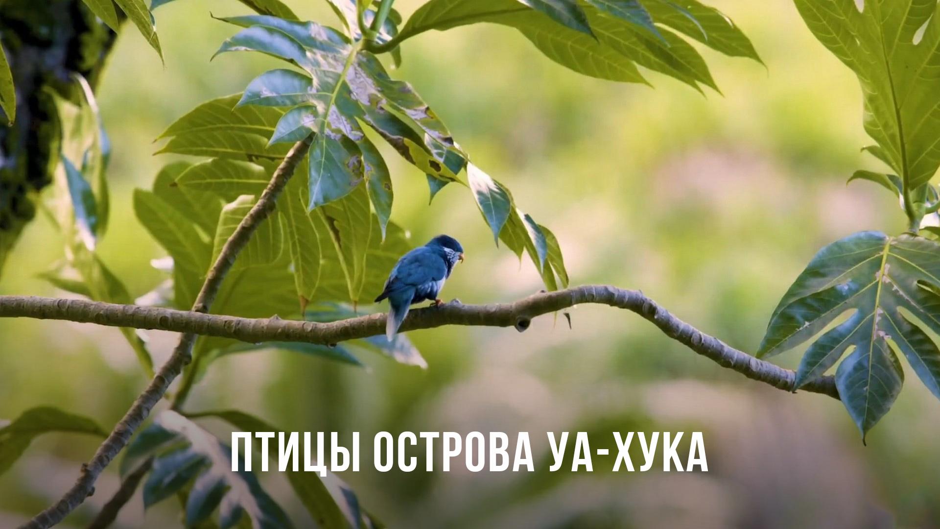 Птицы острова Уа-Хука