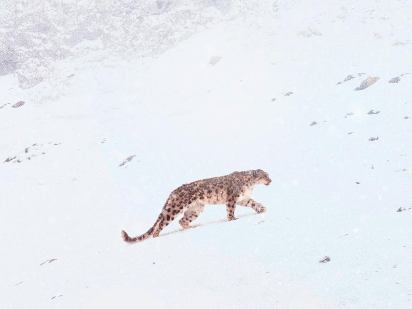 В поисках снежного барса