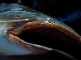 Речные челюсти