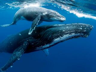 Морские млекопитающие: чемпионы глубин