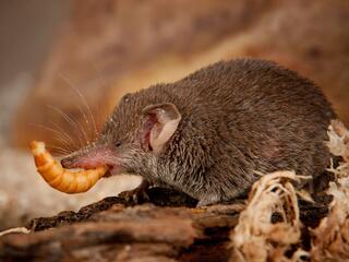 Мал, да удал