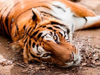 Наша большая семья