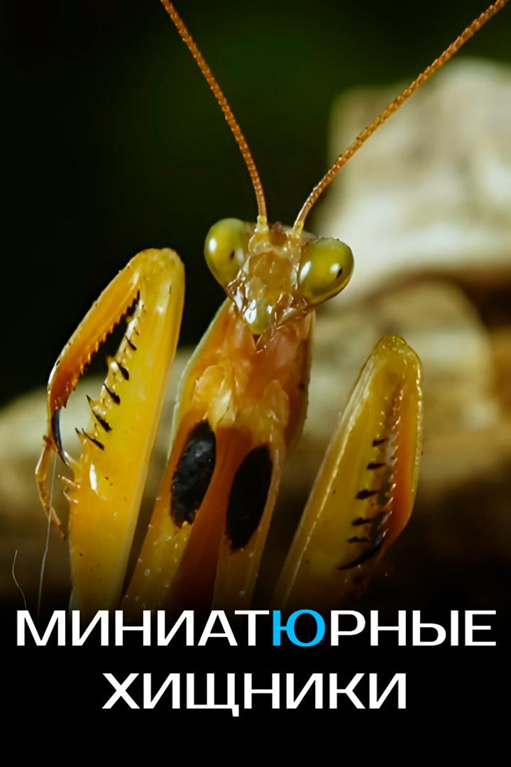 Миниатюрные хищники