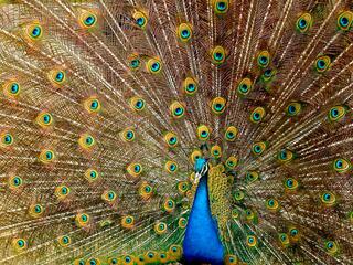 ДНК животных