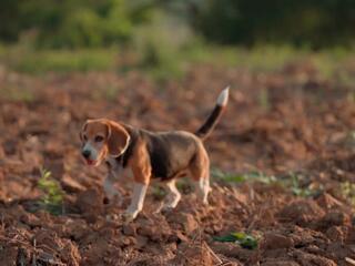 Пушистая братва
