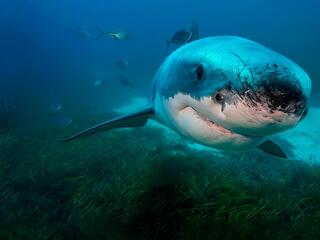 12 оттенков серого