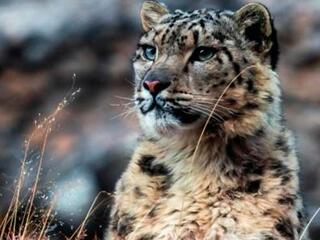 Ледяное королевство снежного леопарда