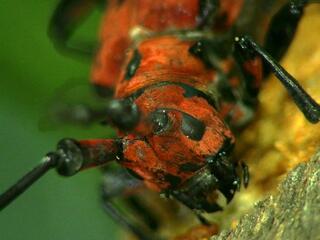 Насекомые. Битва инстинктов