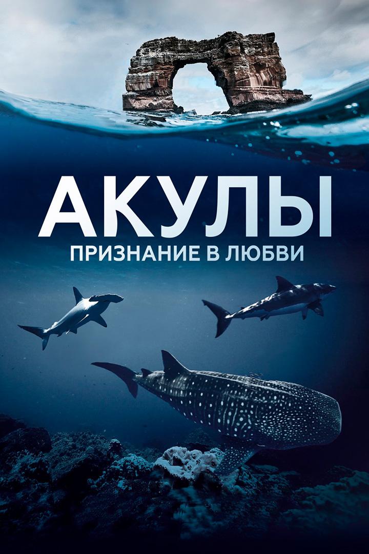 Акулы. Признание в любви