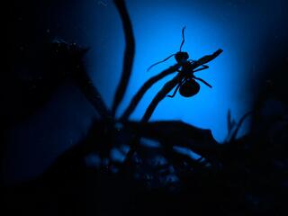 Муравьиное царство