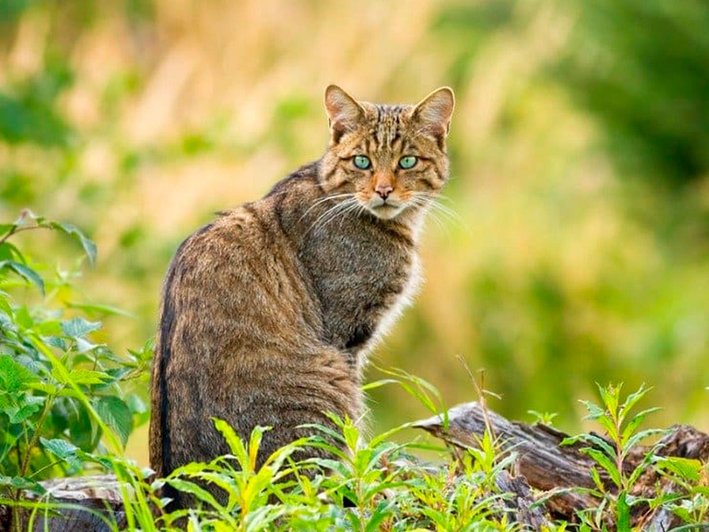 Европейские кошки