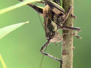 Насекомые. Материнский инстинкт