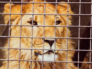 Зоопарк или золотая клетка?