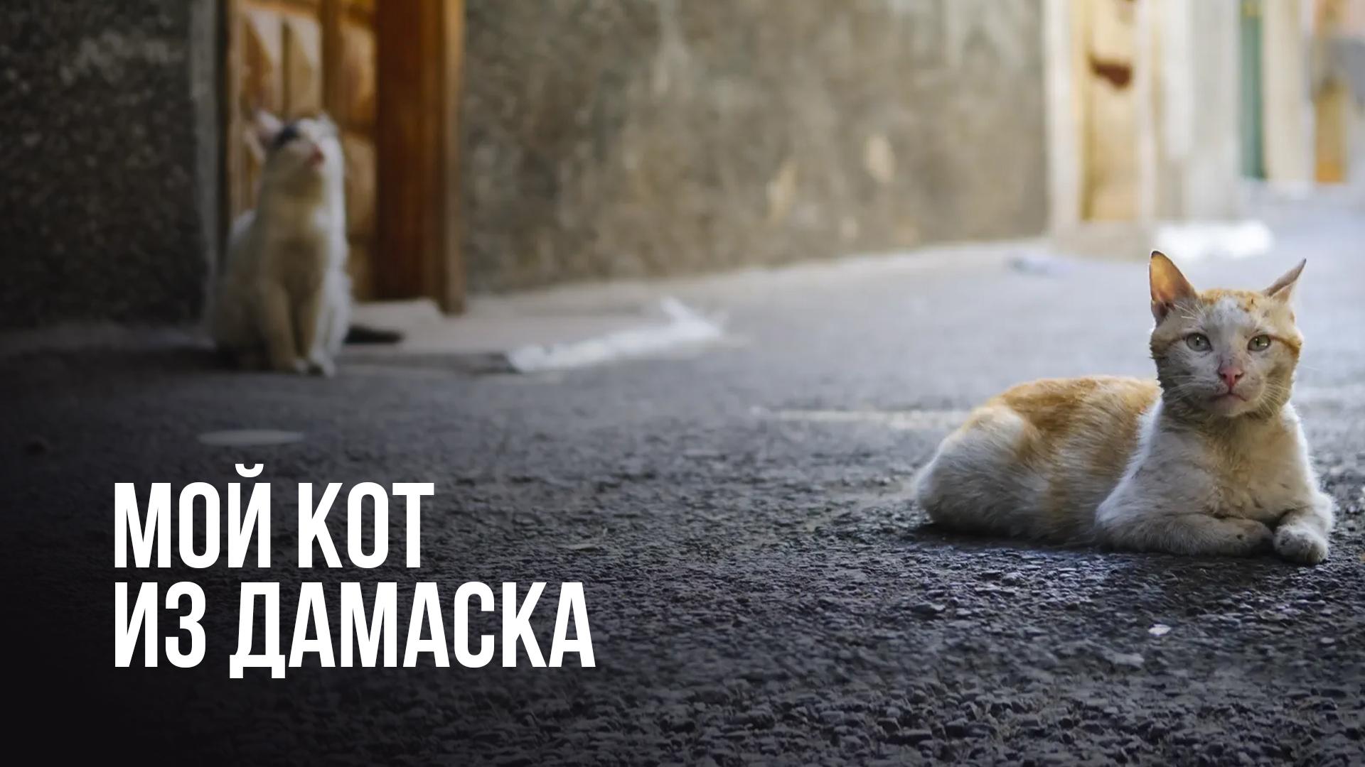 Мой кот из Дамаска