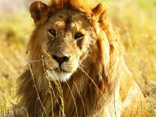 Львы: сила прайда