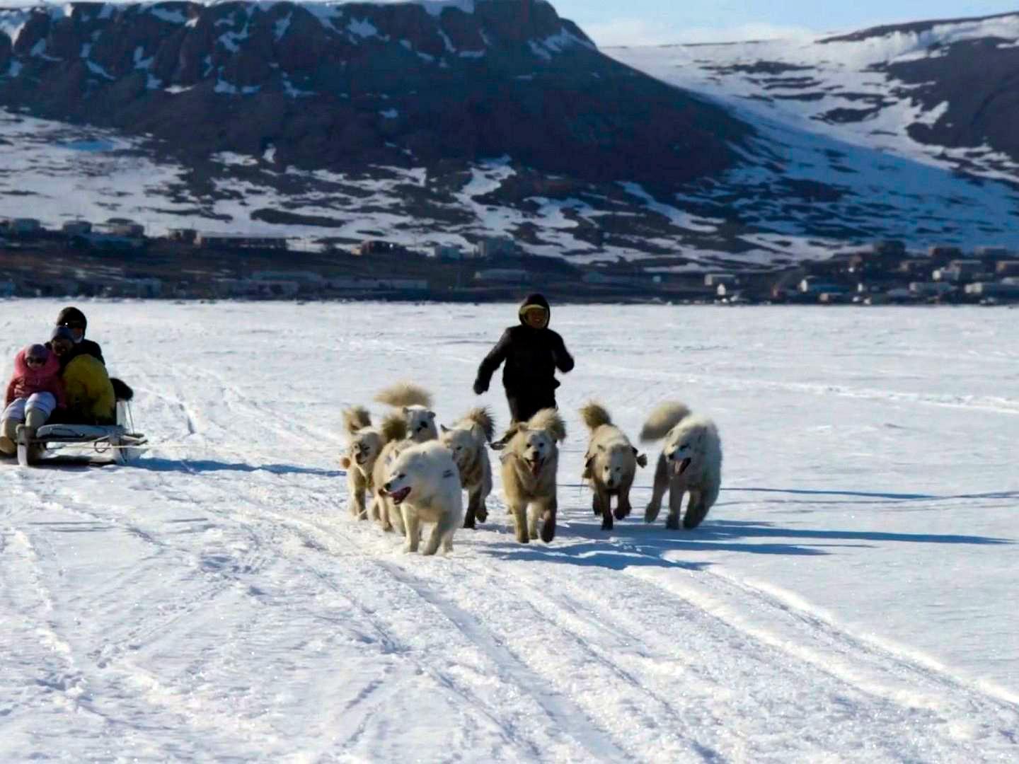 Эскимосская собака киммик