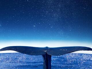 Киты: Cтражи планеты