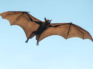 Вся правда о летучих мышах