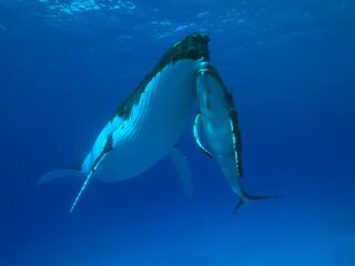 Властелины глубин