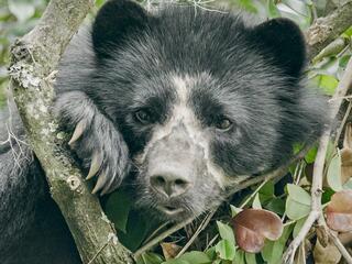 Загадочное стопоходящее животное