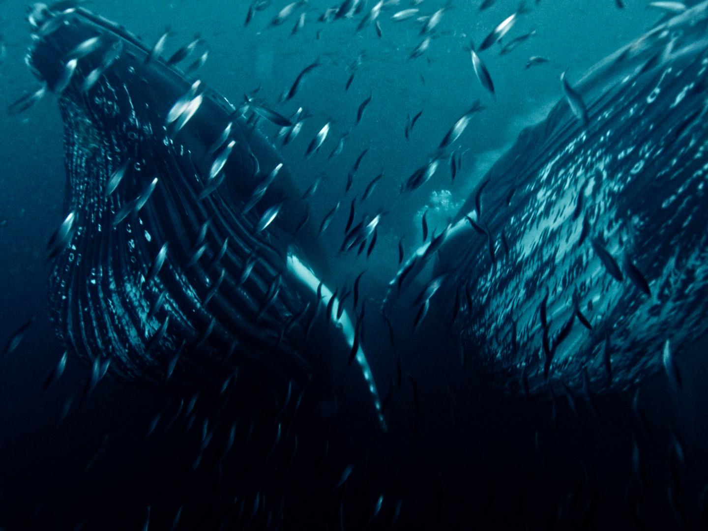 Стремление к природе