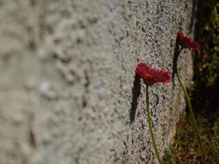 Их называли русскими. Самый далёкий фронт