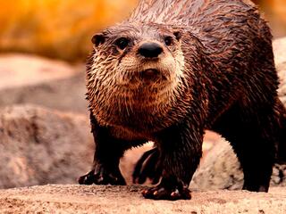 Будни выдры