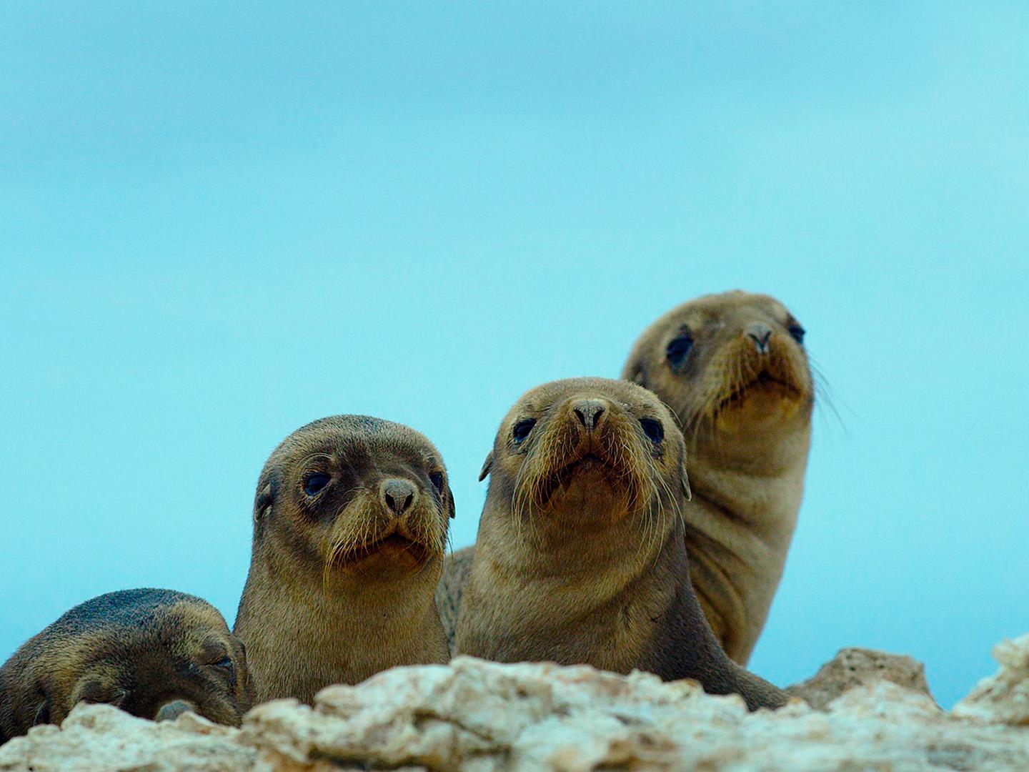 Спасение морских львов