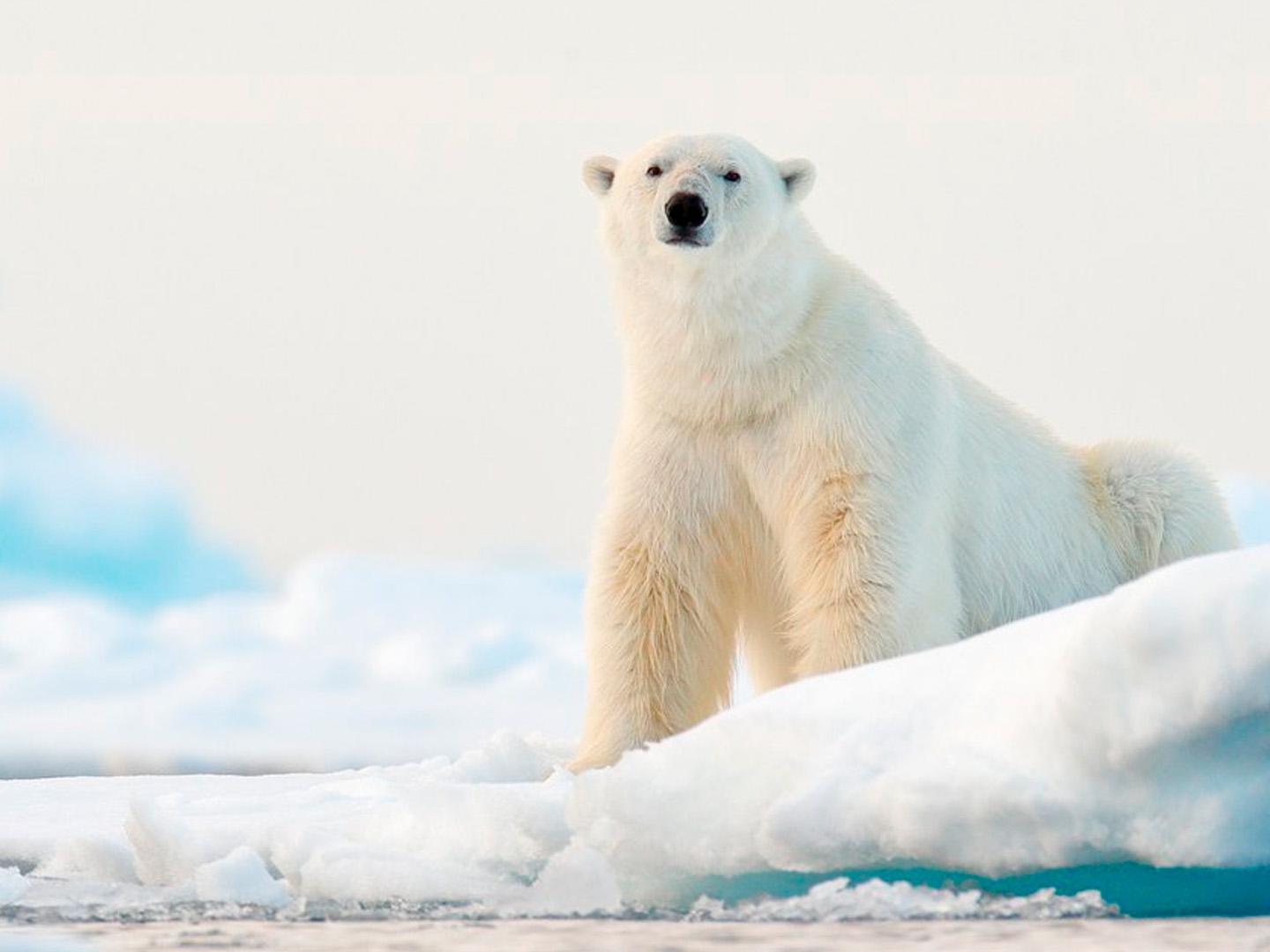 В погоне за белым медведем