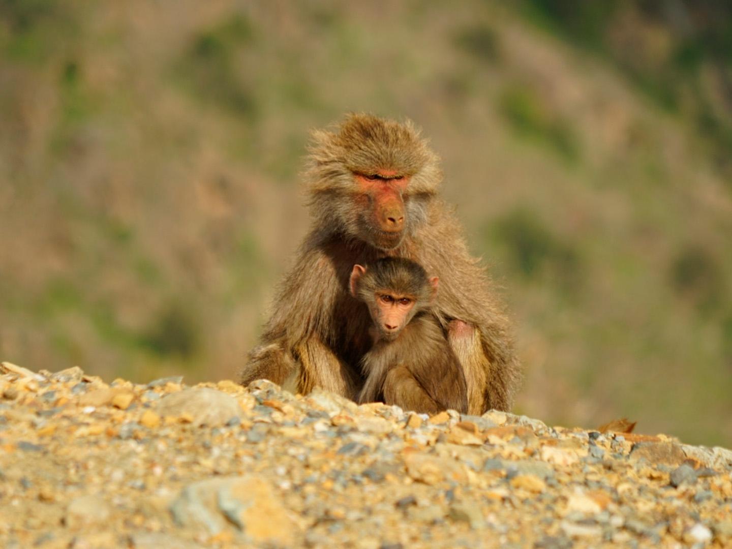 Аравийские бабуины