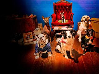 Пушистый патруль