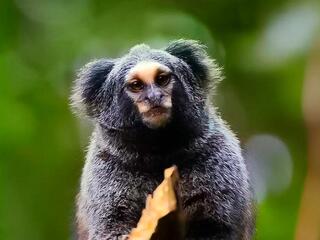 Сердцебиение атлантического леса