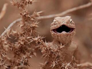 Аламто - страна рептилий