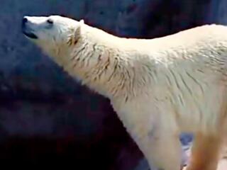 На родине белых медведей