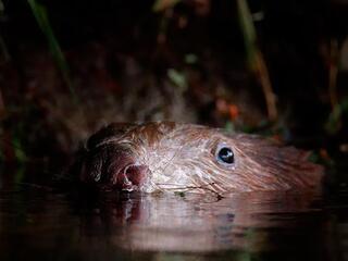 Бобёр - супергерой дикой природы